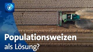 Anpassung an den Klimawandel: Landwirtschaft testet Populationsweizen