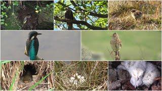 birds nests nature thru the years. COMPILATION.