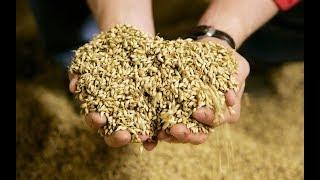 Pearl Barley vs Hulled Barley