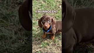 I’m INNOCENT #minidachshund #puppy #dachshund #dachshundpuppy #sausagedog #cutepuppy #cutedog #dog