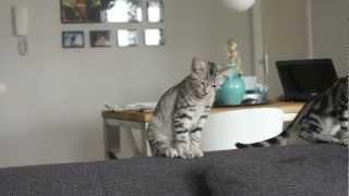 Kitten gets funny sneeze attack!