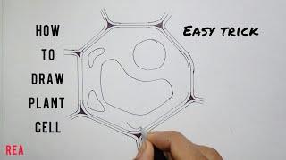 How to draw a Plant Cell