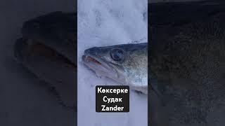 СУДАК ЗИМОЙ. ПЕРВЫЙ ЛЕД. #рыбалка #fishing #судак #zander #охотник