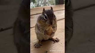 Squirrel eating a peanut #peanut #squirrel #peanuts #peanutbutter #peanutallergy