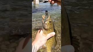 Ned Rig Strikes Again! #fishinggear #smallmouthbass #fish