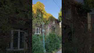 Overgrown old German mansion in Kaliningrad