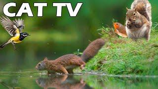 UNINTERRUPTED CAT TV Squirrels & Birds Chasing By The Lake Relaxing Bird Sounds Entertain Your C