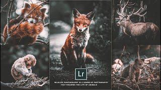 Free Lightroom Presets DNG XMP Download  Wildlife Photography Preset  Lightroom cc Tutorial