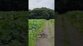 #travel #공원 #오리 #상림공원 #연꽃