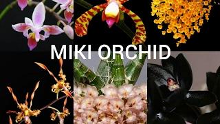 Новые Орхидеи от MIKI ORCHID