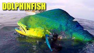 Mahi Mahi Facts: the DOLPHINFISH  Animal Fact Files