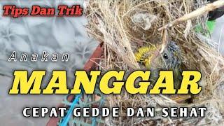 Cara meloloh Burung manggar atau kolibri kelapa agar sehat dan cepat gedde