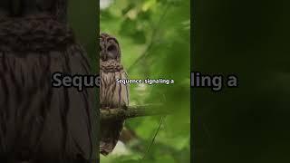 Owls & Psychic Powers: Rare Spiritual Meanings Revealed! Part 2