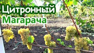 Виноград ЦИТРОННЫЙ МАГАРАЧА /сахаристость на 16 и 27 сентября /Лучшие винные сорта