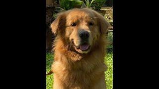5 Reasons To Neuter Your Pets | Earth Brigade Foundation | Animal Welfare In India