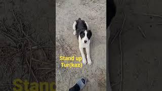 Alabai Dog obeys orders#animals #shorts #australia #dog #dogs #cat #alabai #hunting #wildlife #car