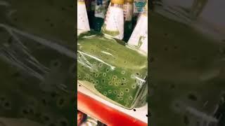 Это лягушкин сын | прикол