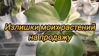 Излишки моих комнатных растений на продажу