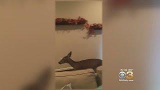 Baby Deer Rescued By Police After Breaking Into Home