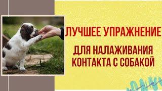ЛУЧШЕЕ упражнение для налаживания контакта с маленькой собачкой! Социализация и дрессировка чихуахуа