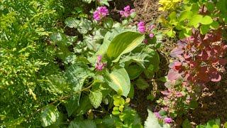 ХОСТЫ НОВОСЕЛЫ. Hosta Striptease / Morning Star / Golden Meadows / Blue Mouse Ears / Ivory Coast.