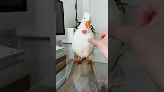 This Duck is Too Smart 