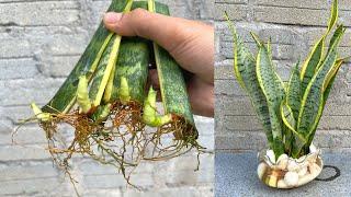 Try soaking tiger tongue leaves in water | snake plant