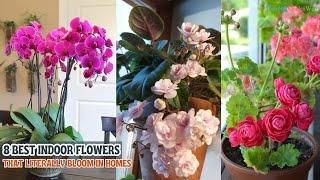 8 Best Indoor Flowers that Literally Bloom in Homes