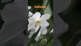 Defodils