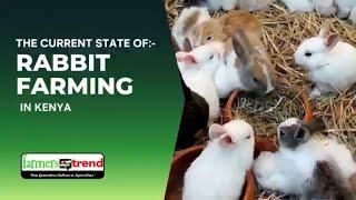 The Current State of Rabbit Farming In Kenya