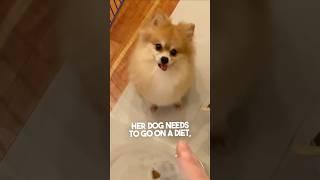 This dog reaction to a diet is too hilarious 