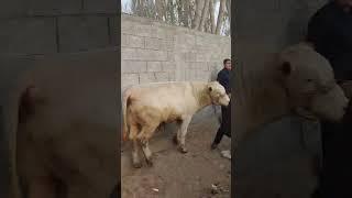 Buqani zo'ri TO'LIQ video youtubedagi Jasur uz kanalida ko'ring