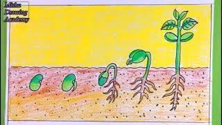 How TO Draw Seed Germination/Draw Sprouted Seeds Easy