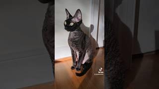 Devon Rex #cat