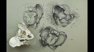 ANATOMY FOR ARTISTS: The Pelvis-Constructions and general parts to know for drawing