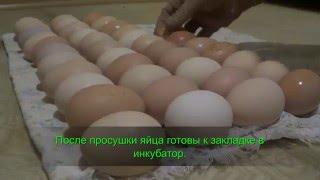 Подготовка отбор дезинфекция куриных яиц для инкубации