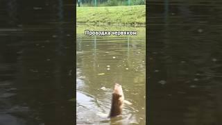 Поклёвка карася на проводку червяком #рыбалка #карась #шортс #хобби #июнь #удочка #пруд #участок