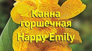 Канна горшечная Хэппи Эмили. Краткий обзор, описание характеристик canna Happy Emily