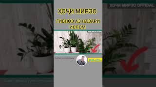 Ҳоҷи Мирзо.Гипноз аз назари Ислом