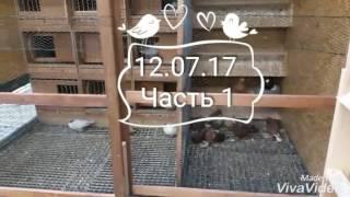 Узбекские голуби / Usbekische tauben /Uzbek pigeons