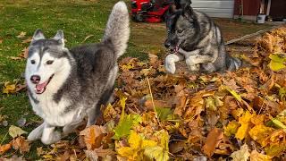 We Surprised Our Dogs with a GIANT Leaf Pile!