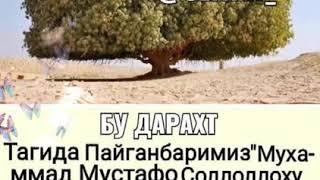 Аллохнинг мужизасига тан бермай илож йук