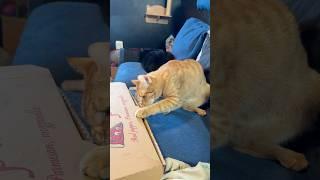 Hungry Cat Wants Pizza, Orange Cat Vibes, Rescue Cat Tried to Steal My Pizza, Naughty Tripod Cat