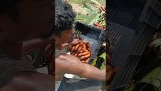 #banana#kerala box cutting#