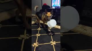 German Shepherd Dog thinks he is a golden retriever and fetches coat, bucket, and toilet paper