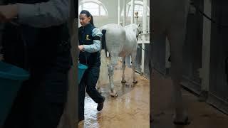 Trooping the Colour preparations
