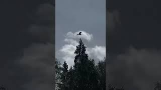 Варварский простор