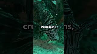 Lionfish  The Underwater Predator's Tale #crestedblackmacaques #facts #buildingbridges