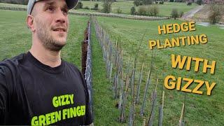 Hedge Planting With Gizzy Green Fingers