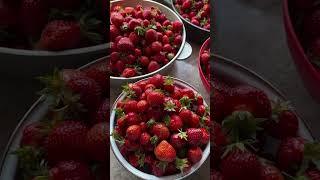 Наша ягодка в этом году такая продам #garden #gardenlife #дача #огород #shorts